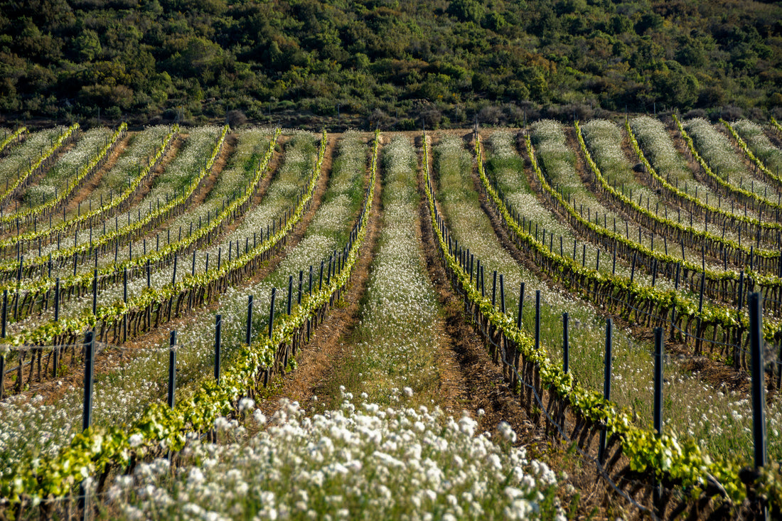 Bodegas Ochoa